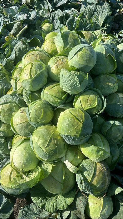 Vand varza de Buzău în cantitati mari!