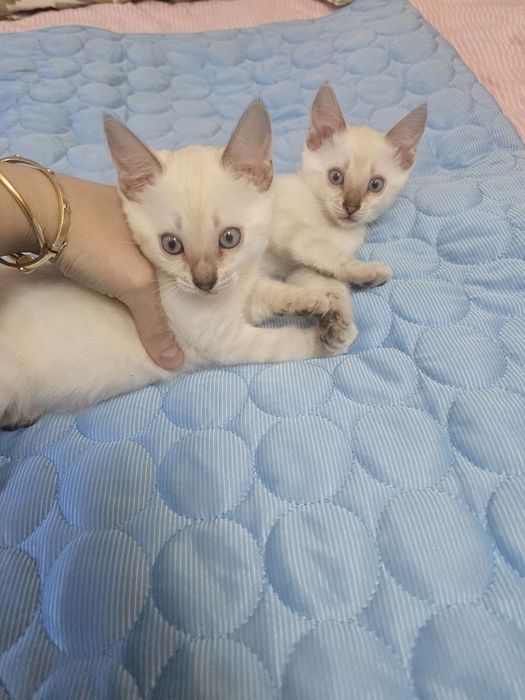 Бенгальские Котята