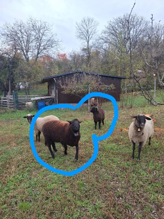 Berbeci, cârlani de vânzare