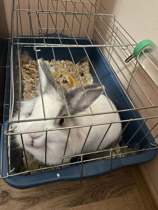 Продавам Женско Зайче На Развъдници За Разплод