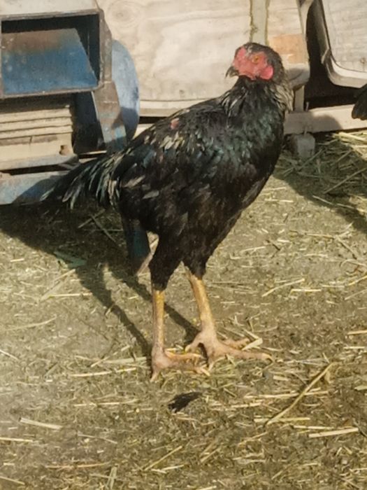 Птицы породы дакан