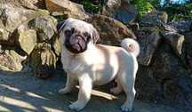 pui pug mops cu pedigree