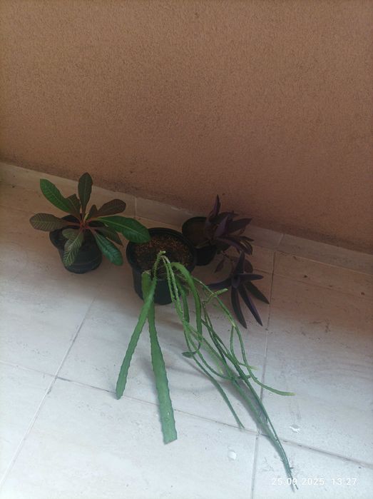 Саксийни, стайни растения