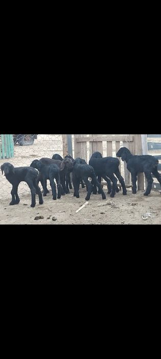 Гиссарский 1 апталық қозылар