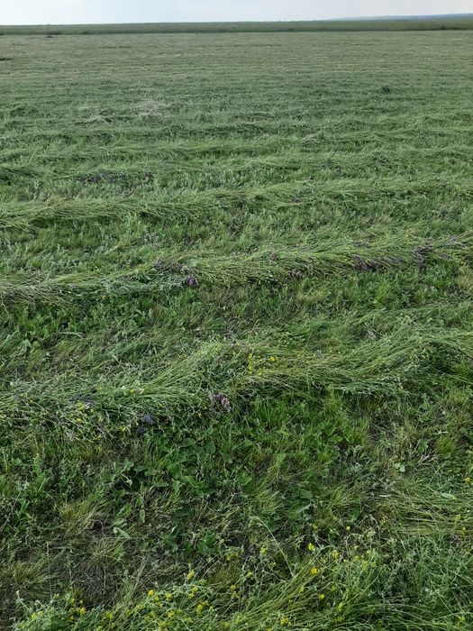 Сено тюки шоп разнотрав