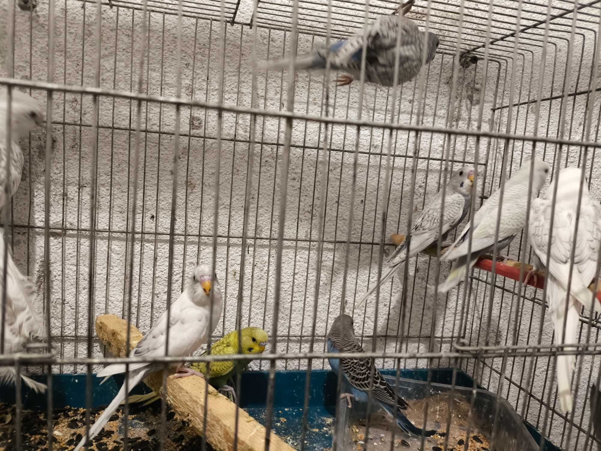 Продавам  млади вълнисти папагали