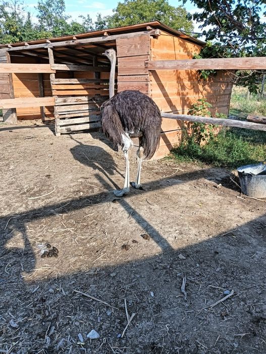 Vand struti masculi si femele