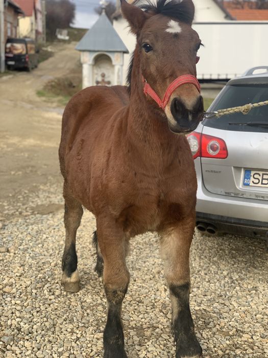 De vanzare manz la 5 luni