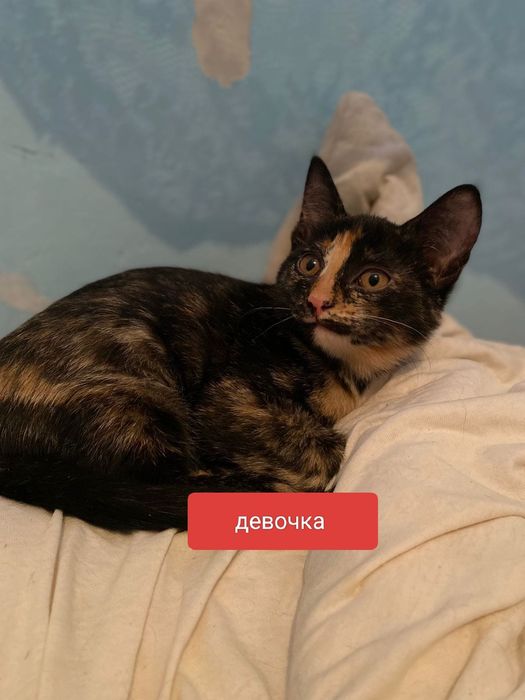 Котята девочки. Черные