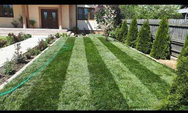 Plante ornamentale copaci ornamentali