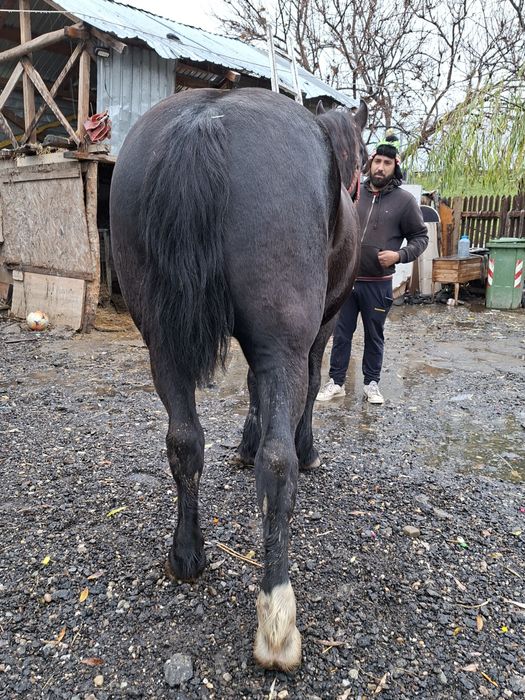 Vând cal castrat an vârstă de 5 ani nu musca nu da din picioare l