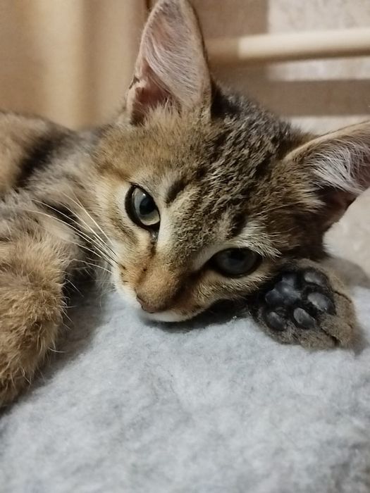 Котенок в хорошие руки
