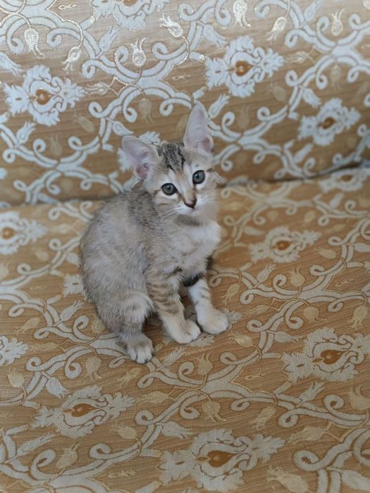 Отдам котята в добрые руки
