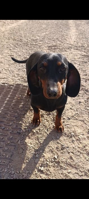 Продам собак порода такса