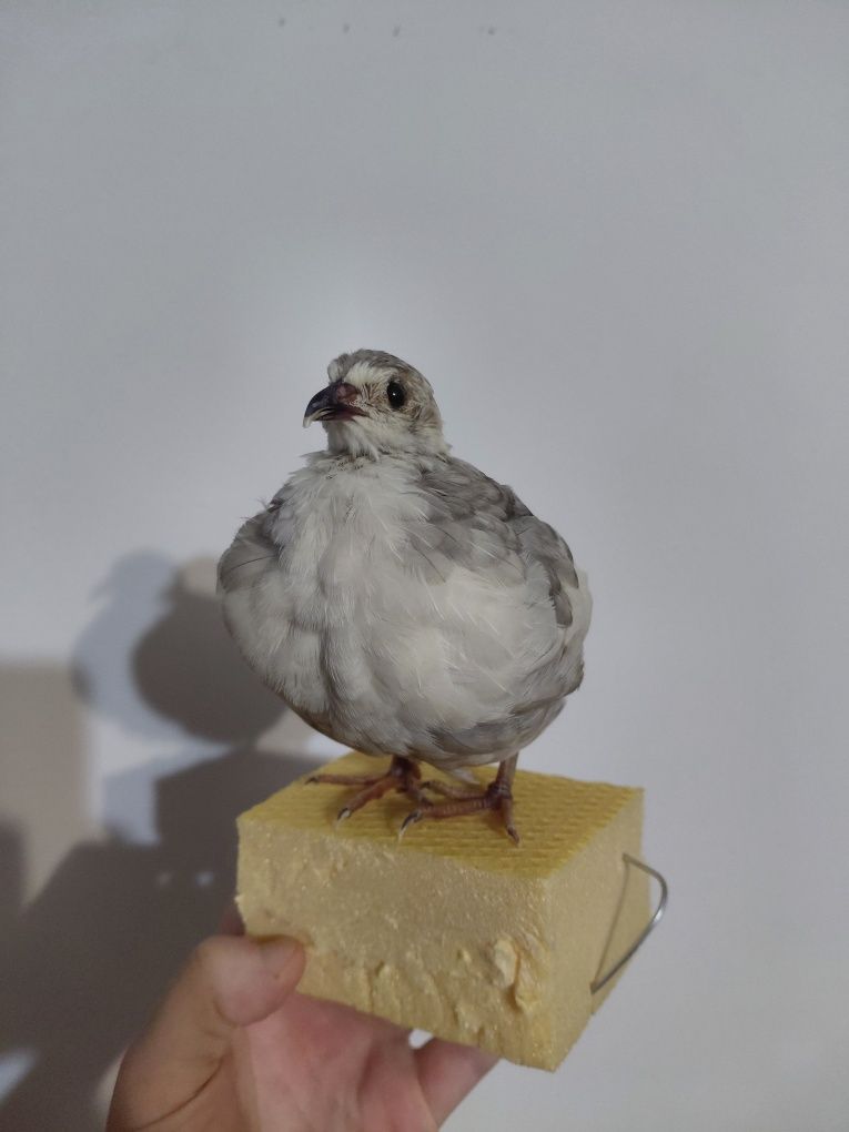 Mascul prepelita impaiat taxidermie