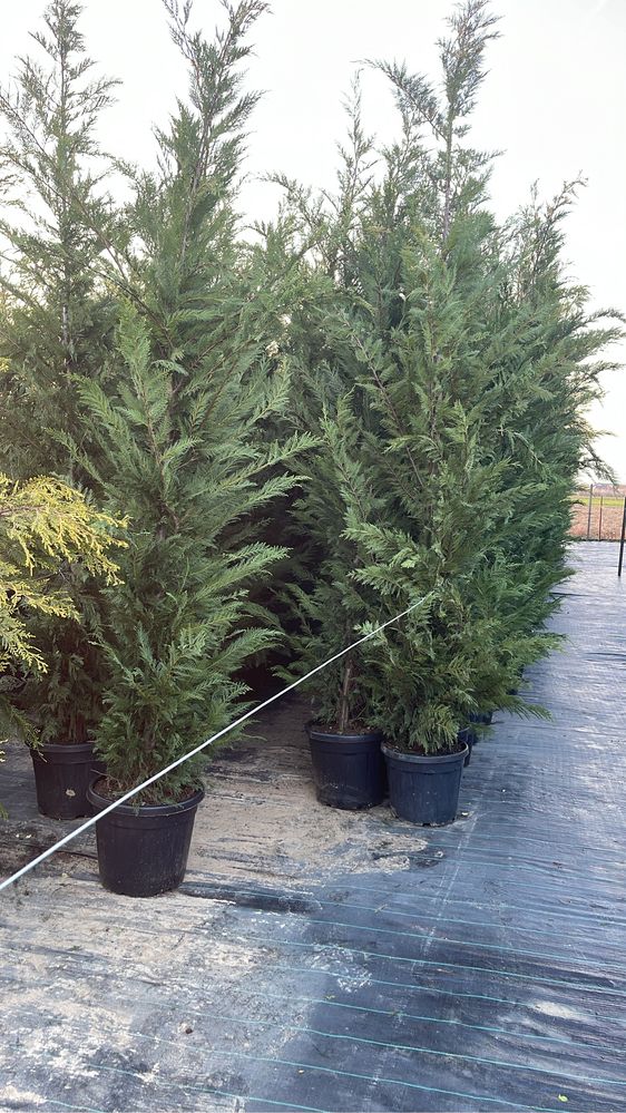 Vand Livrez Leylandii 3m