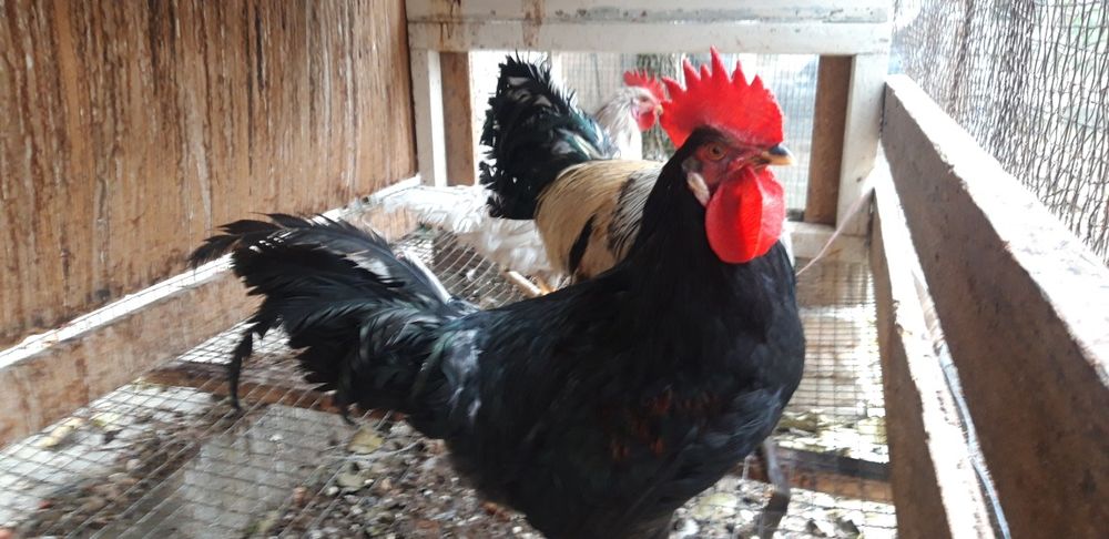 Хуроз сотаман. Продаю петухов