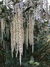 Гария (garrya thuretii)