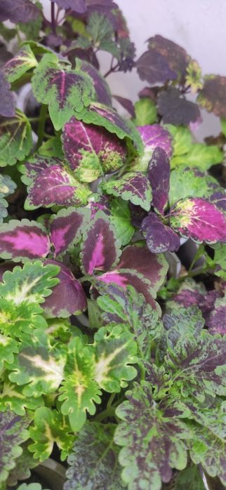 Продам домашние цветы (колеусы, ктенанта, сингониум и др.) район Ваз