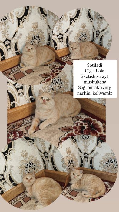Oʻgʻil bola skotish strayt mushukchalar sotiladi