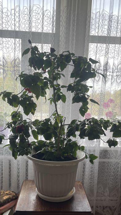 Китайская роза цветок полный
