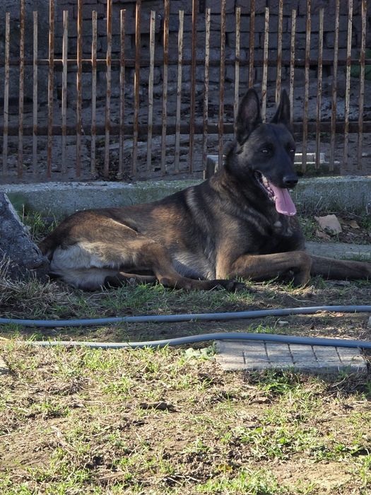 Белгийски овчарки малиноа