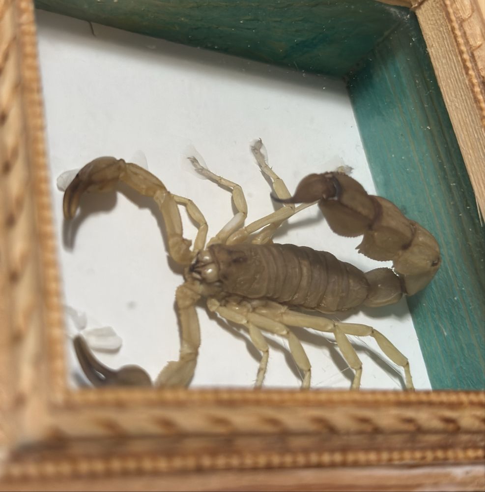 Scorpion (Tunisia) - decor