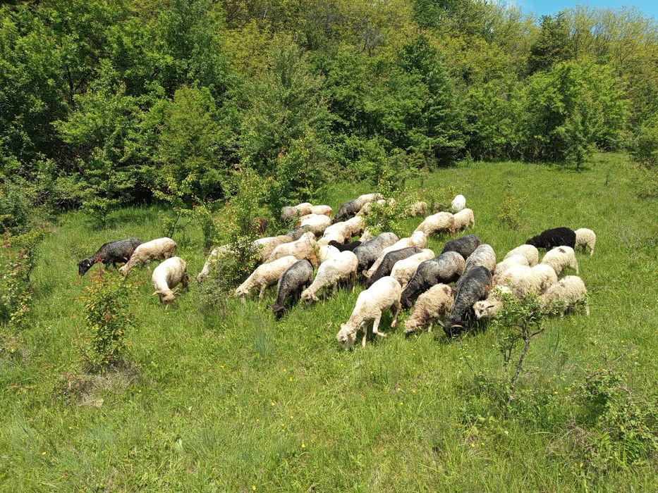 Vând 48 de oi carabașa-țârcana