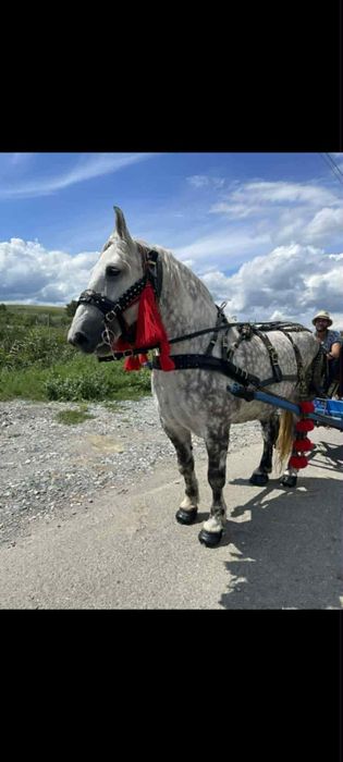 Vând iapa sura de 5 anii