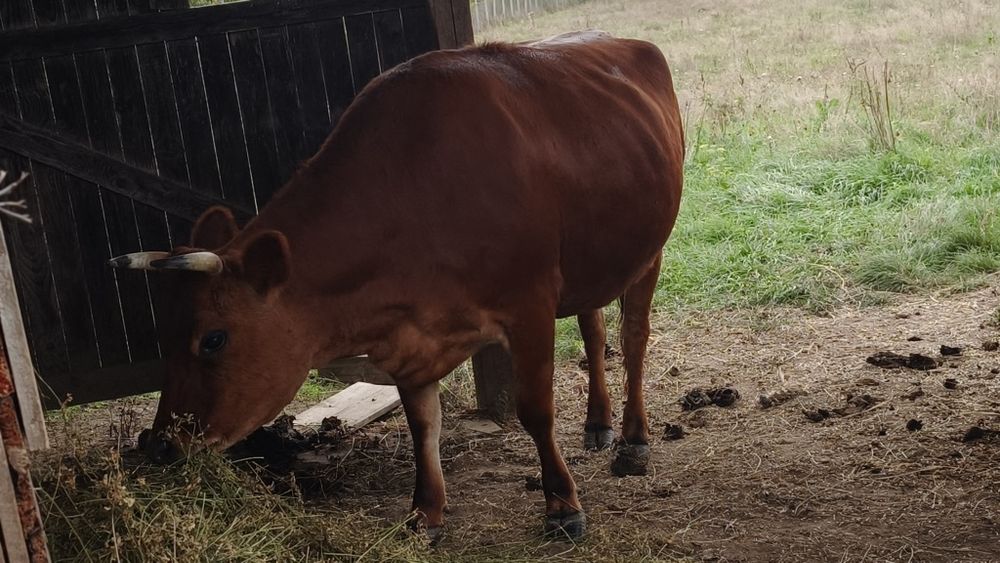 Ocazie ! Vand juninca gestanta Jersey