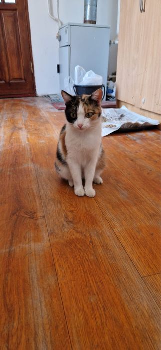 Отдам стерилизованную кошку