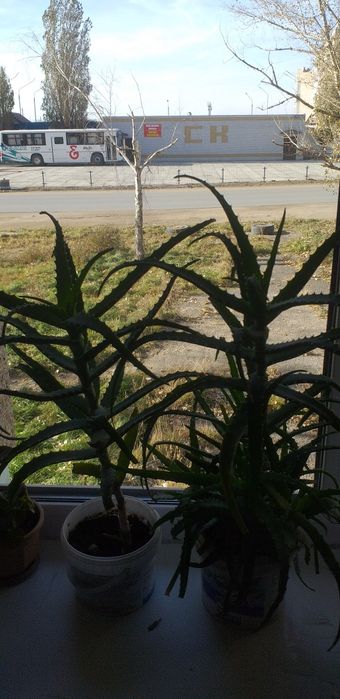 Цветок алоэ, алоэ.