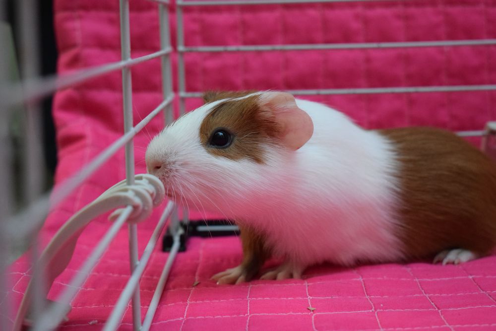 Porcușori de guinea