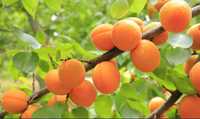Купить саженцы абрикоса в питомнике с доставкой