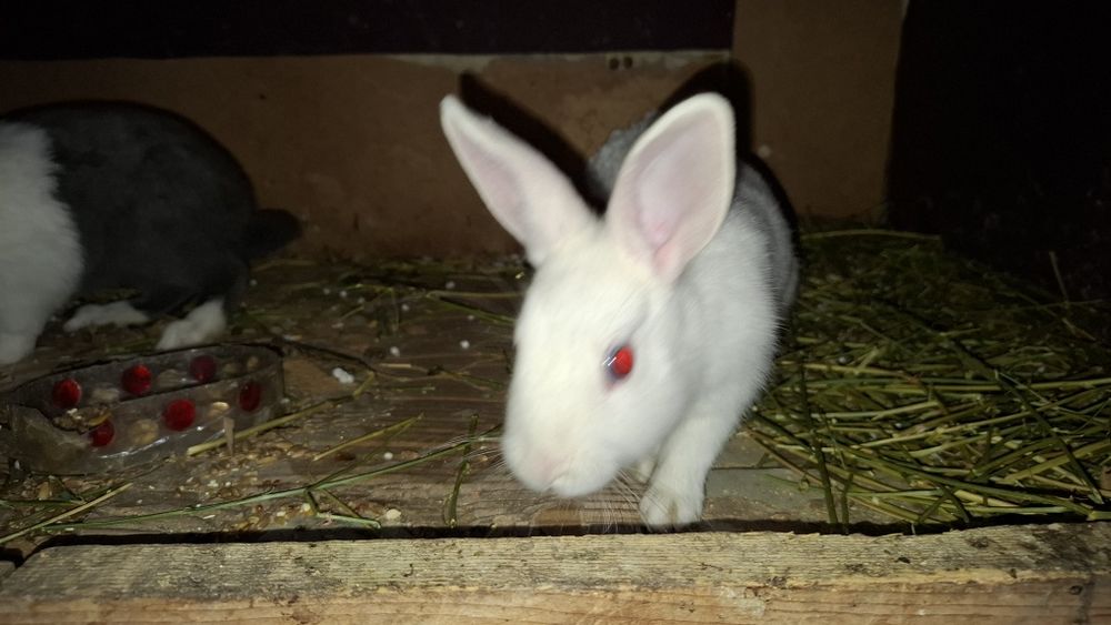 Декоративные кролики