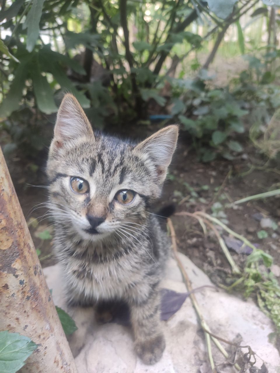 Mushuk bolalari yaxshi qo'llarga Xadiyaga beriladi