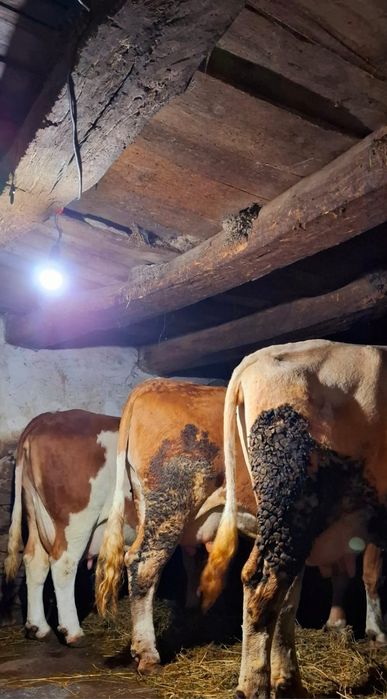 Vând 3 vaci baltate românești