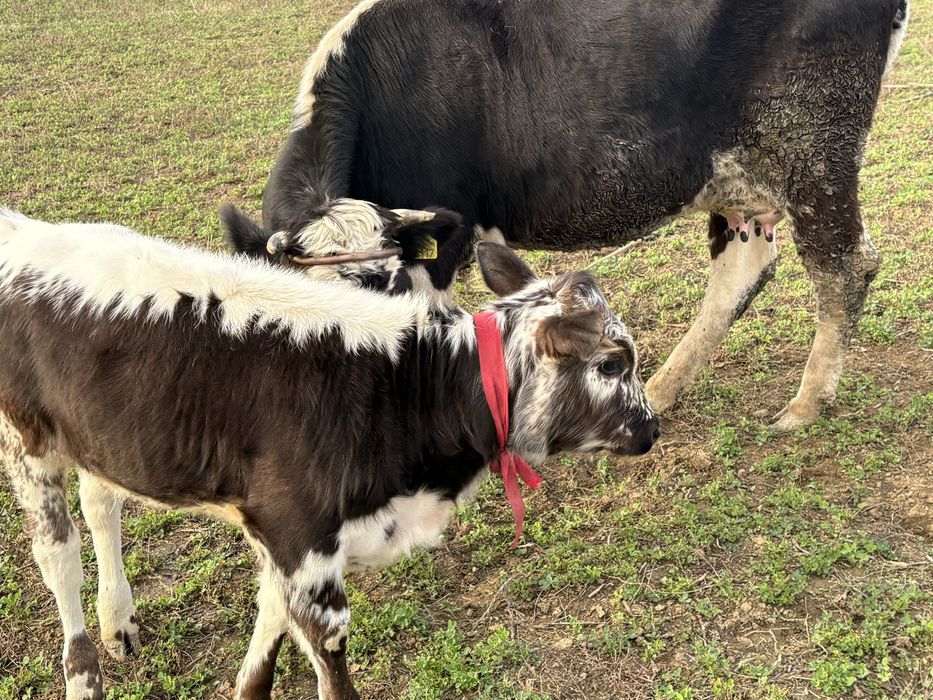 Vacă cu vitel de vânzare