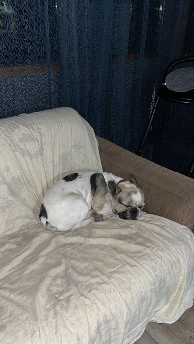 mascul budlog francez