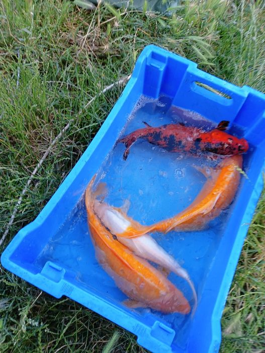 Larve crap Koi prod 2026