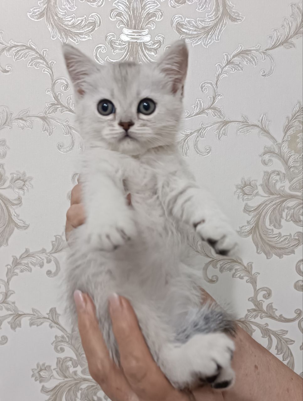 Продаются породистые котята