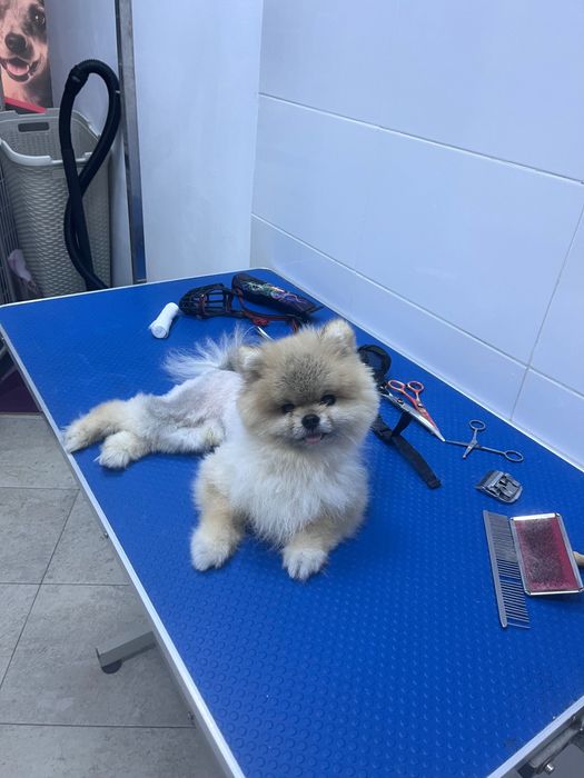 Tehnician veterinar, îngrijiri la domiciliu.