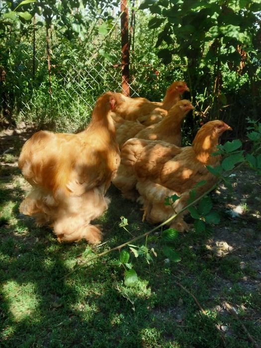 Cochinchina urias galben