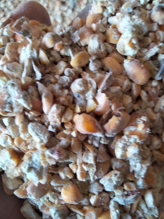 Продам отходы кукурузы