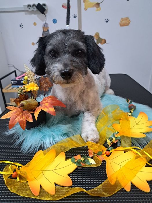 Frizerie coafura canina