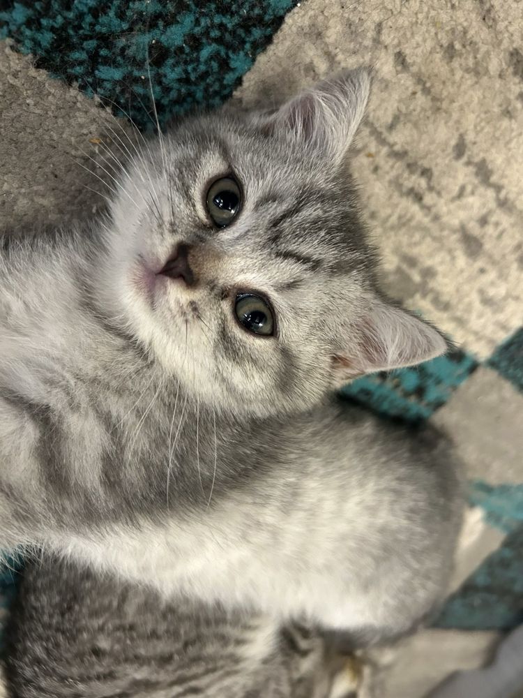 British shorthair taby