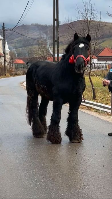 Armasar pentru monta sau vanzare