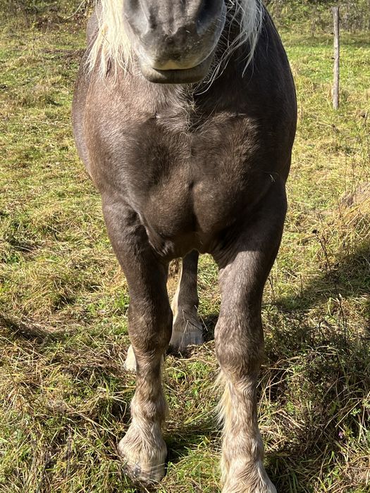 Manz de 2 ani, rasa Comtois