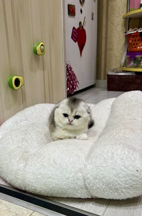 Шотланский скоттиш фолд!