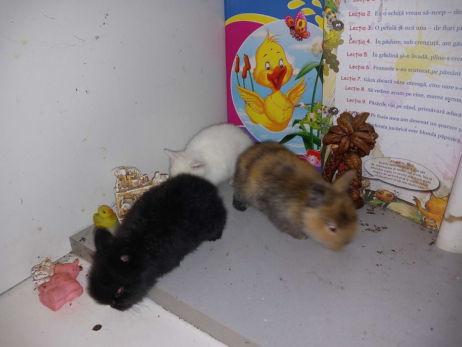 Iepurasi Mini Toys Iepuri Pitici de Companie